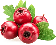 Fresh hawthorn berries on the branch