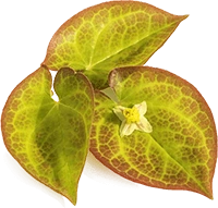 Horny goat weed (epimedium) leaf and flower from the botanical blend