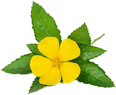 Damiana leaf with a yellow flower