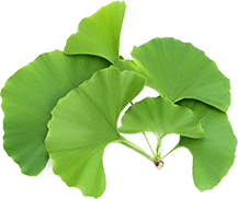 Ginkgo biloba leaves
