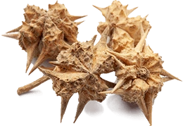 Dried tribulus terrestris fruit pods
